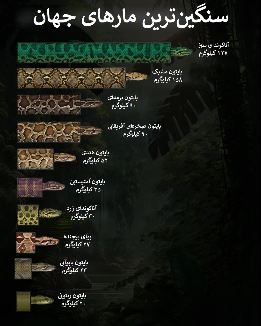 فهرست سنگین ترین مارهای جهان