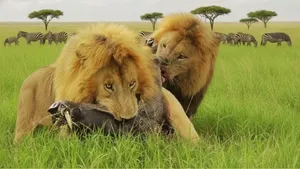 مستند حیات وحش: شکار، تعقیب و گریز و زندگی در ساوانای آفریقا