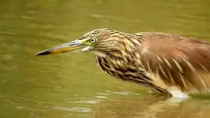 حواصیل شکم بلوطی با مکانیسم شکار بی‌نظیر