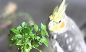 ۷ گیاه سمی و خطرناک آپارتمانی برای طوطی‌ها
