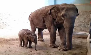 نجات بچه‌فیل گرفتار در گودال گِلی توسط مادرش