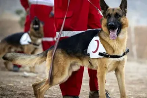 نقش ویژه سگ‌های زنده‌یاب هلال احمر در عملیات‌های امدادرسانی