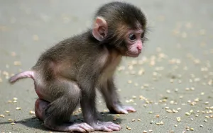 بچه‌میمون در ژاپن با مادر عروسکی مشهور شد