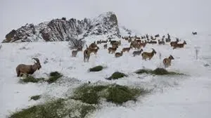 جلوه‌ای کم‌نظیر از حیات وحش در منطقه حفاظت شده البرز