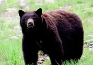 مشاهده خرس قهوه ای در روستای رود افشان دماوند