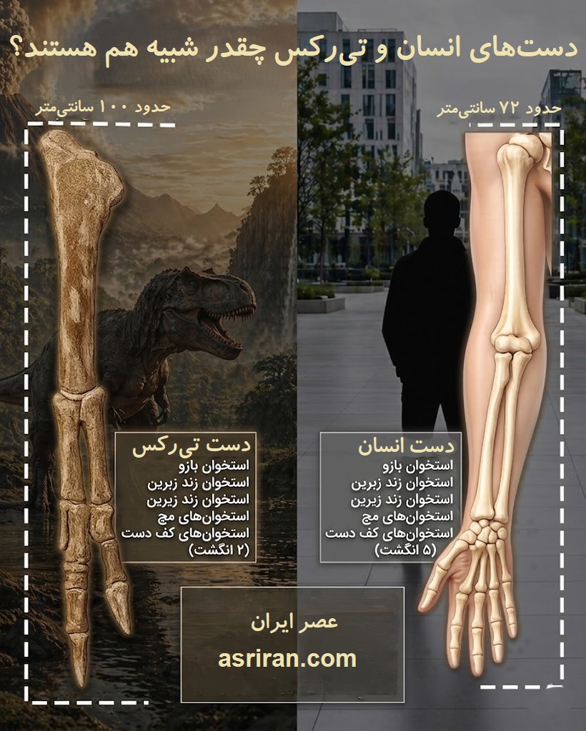 اینفوگرافیک مقایسه ساختار استخوان های دست انسان و تی رکس اینفوگرافیک مقایسه ساختار استخوان های دست انسان و تی رکس