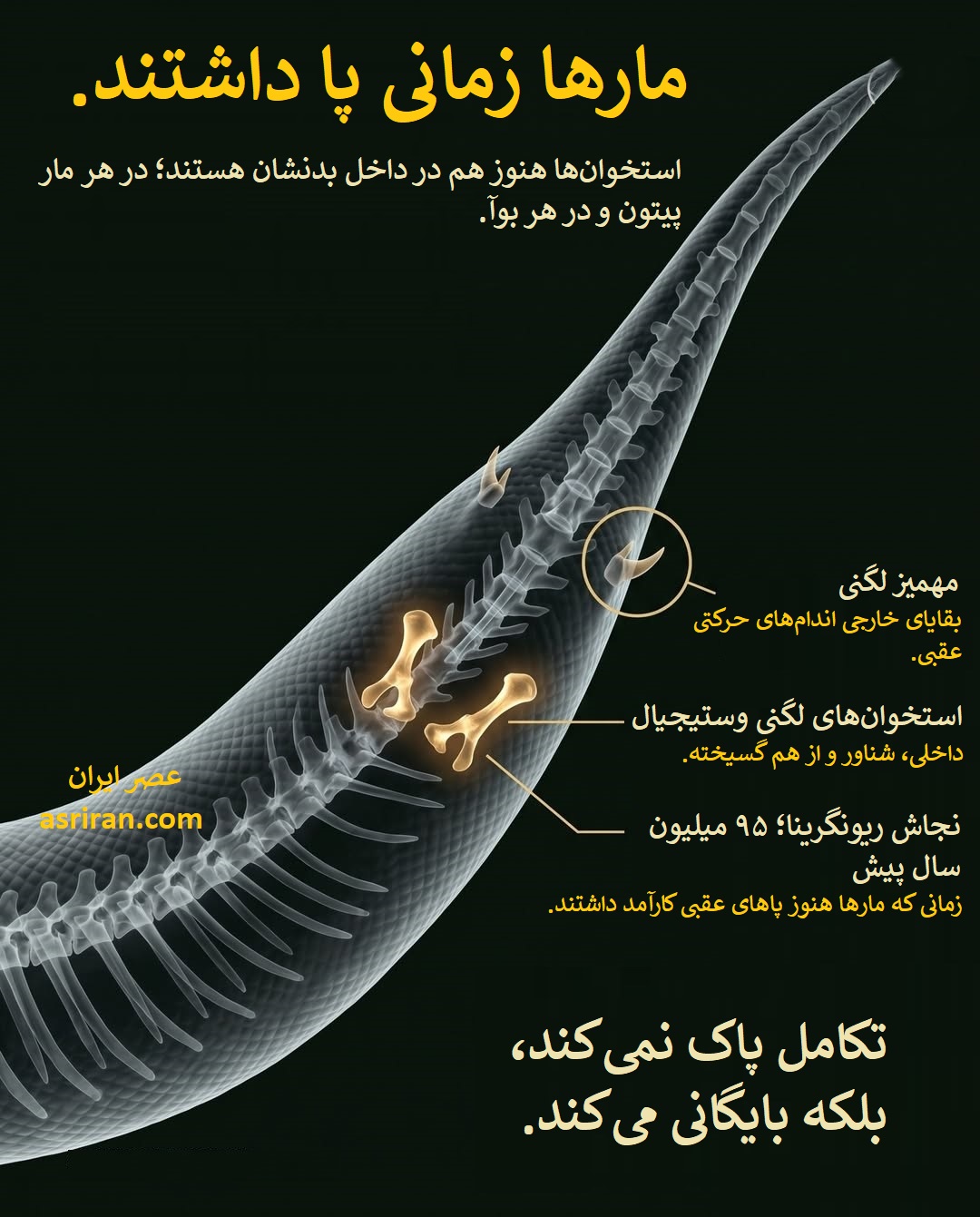اینفوگرافیک نشانه هایی که زمانی مارها پا داشته اند اینفوگرافیک نشانه هایی که زمانی مارها پا داشته اند