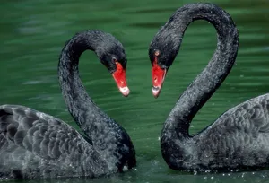 تصاویری زیبا از قو‌های سیاه در پناهگاه زمستانی