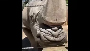 ضخامت پوست کرگدن‌ را ببینید