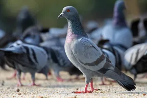 خانه‌ای که پس از ۳ سال به تصرف صد‌ها کبوتر درآمد!