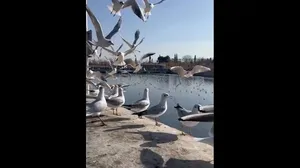 مهاجرت سالانه مرغ‌های دریایی به شیراز