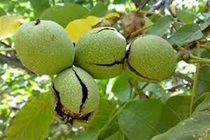 وضعیت فلزات سنگین در گردوی معروف!
