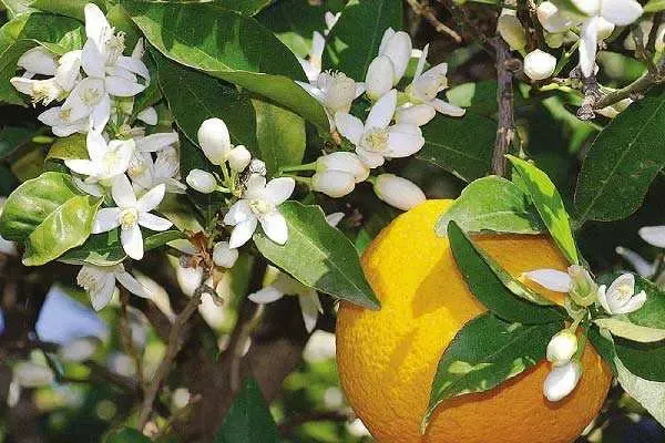 شربت بهار نارنج