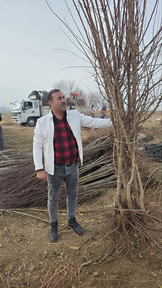 نهال
