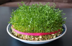 آموزش کاشت سبزه عدس برای عید نوروز