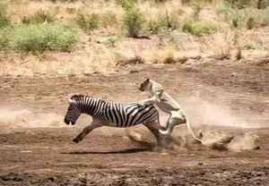 فرار باورنکردنی گورخر از حمله شیر با یک لگد دقیق