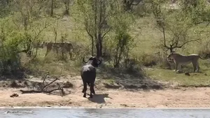 نجات معجزه آسای یک گاومیش از حمله شیر‌ها و کروکودیل