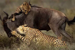 تصاویر هوایی از تعقیب نفس‌گیر گوزن یالدار توسط یوزپلنگ