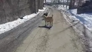 گرگ در وسط روستای اویزر جاده چالوس دیده شد