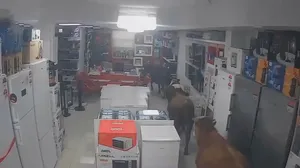 حمله عجیب گاوها به فروشنده لوازم خانگی