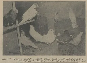 ۵۰ سال پیش؛ مصوبه کفتربازی در هیات دولت تصویب شد! (عکس)