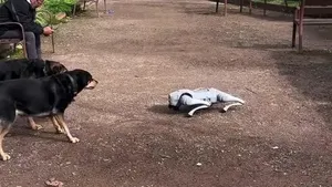 واکنش ترسناک سگ‌ها به حضور سگ رباتیک در پارک